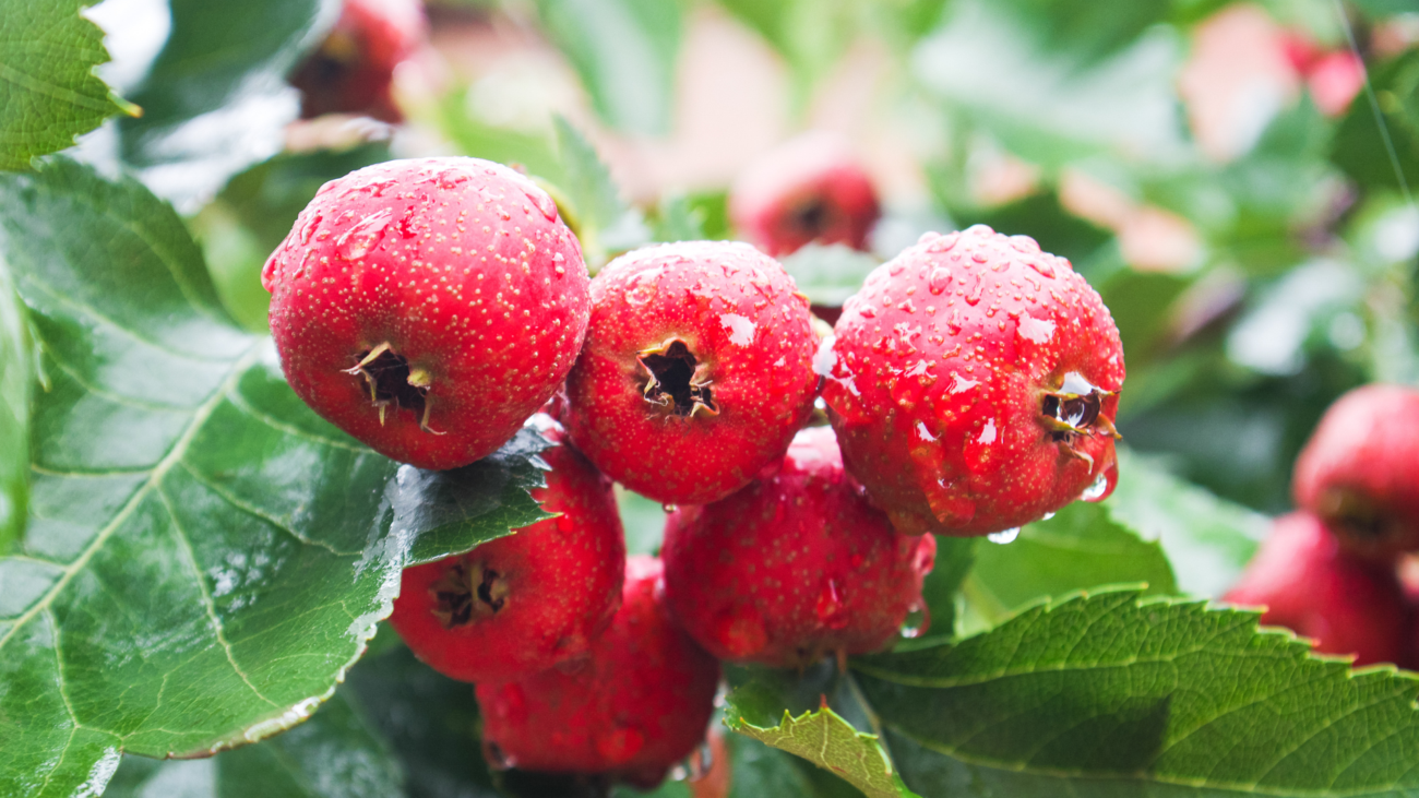 Healing Hearts: Top 4 Herbs for Cardiovascular Wellness