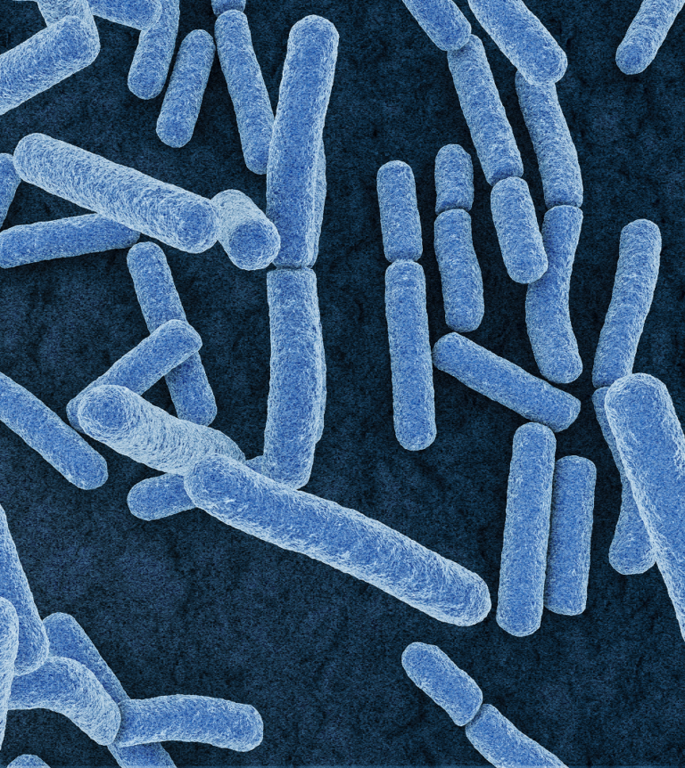 Lactobacillus Acidophilus